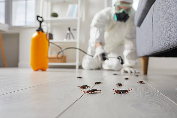 Affordable Termite Control solutions in Tamiami, FL